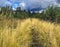 Walking path in tall bright yellow grass