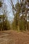 Walking path throug forest with bare trees and pines in Kalmthout heath