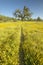 Walking path to a lone tree through a colorful bouquet of spring flowers blossoming off Route 58 on Shell Creek road, West of Bake