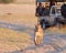 Walking on the path and a tourist vehicle in the background, Chobe National Park, Botswana