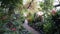 A walking path among tropical plants in the Allan Garden`s Toronto