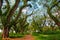 Walking path under green canopy in ancient tropical forest.