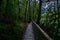 A walking pathway in the green forest. Matte dark green photo effect. I