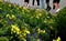 Walking pedestrians along gray cobblestone pavement along a flowerbed with blooming annual flowers