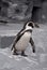 Walking Penguin