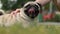 Walking with pet on the street, woman's hand stroking a dog on head, which looks into the camera, close-up. Summer