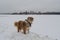 Walking with pet in winter. Australian Shepherd red Merle with long fluffy tail wears bandana around neck and stands in