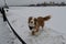 Walking with pet in winter in city. Australian Shepherd red Merle with long fluffy tail wears bandana around neck and