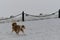 Walking with pet in winter in city. Australian Shepherd red Merle with long fluffy tail wears bandana around neck and