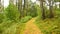 Walking in a pine forest on the Baltic sea coast