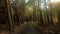 Walking pine forest hyper lapse time lapse in the Catskill mountains during summer