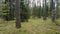 Walking in pine tree forest in summer