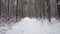 Walking in the Pine Wood on Snowy Path in Winter