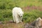 Walking Polar Bear 1