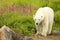 Walking Polar Bear