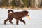 Walking poodle in winter with frisbee