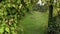 Walking POV imitation between creeper plants arch in garden