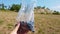Walking pov shot of hand harvesting wild blackberries in a plastic bag with nature background