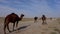 Walking of powerful camels in the desert and dirt road in a group.