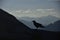 Walking raven on the top of the peak around Banff Gondola in the Rocky Mountains, Banff National Park, Alberta, Canada