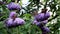 Walking Red Admiral butterflies over pink Buddleja flower