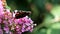 Walking Red Admiral butterfly at pink Buddleja flower