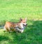 Walking  red with white Pembroke Welsh Corgi dog on green grass natural background