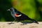 Walking redwinged blackbird at Iona beach, British Columbia