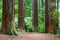 Walking in the Redwoods Forest - Rotorua