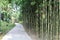 Walking road on foot at beside bamboo bushes.