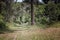 Walking road in the pinewood forest near Marina Romea