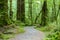 Walking route in the temperate rainforest, Fiordland National Park, South Island, New Zealand