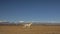 Walking and running horse. White horses moves slowly against the background of the grazing herd. Horse running on the