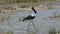 Walking Saddle-billed Stork