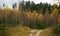 Walking sandy path in autumn mixed coniferous-birch forest