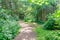 Walking Through a Scottish Forrest