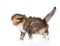 Walking Scottish kitten on white background