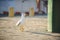 Walking Seagull