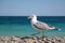 Walking Seagull on the beach by the sea. Sea bird walks by the sea