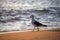 Walking seagull on edge of Atlantic Ocean during beautiful sunrise at Praia Vermelha Beach