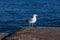 Walking seagull on shore