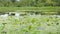 Walking shot around the pond with with dense lotus flowers and leaves on surface of the water.