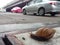 Walking snail on pedestrian walkway with traffic background
