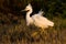 A walking snowy egret photographed in Argentina