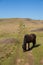 Walking the south west coast path North Cornwall with pony