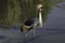 Walking Southern Crowned Crane Bird balearica regulorum