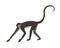 Walking spider monkey with black and gray fur, small head, long thin limbs and tail. Wild Brazilian animal. Colored flat