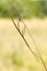 Walking stick, Diapheromera femorata, Phasmatodea