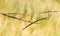 Walking stick, Diapheromera femorata, Phasmatodea