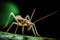 Walking stick insect in a close-up image. Walking stick insects are known for remarkable camouflage, unique body structure, and